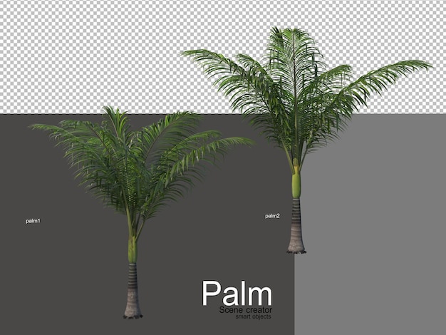 Varios tipos de palmeras