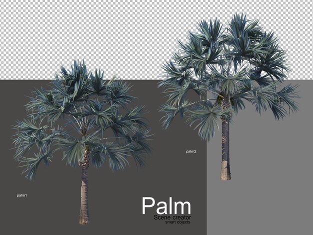 PSD varios tipos de palmeras