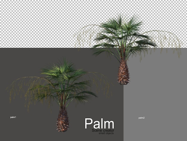 varios tipos de palmeras