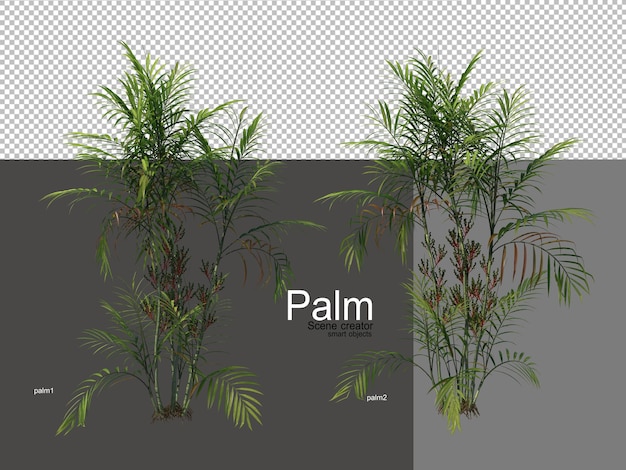 varios tipos de palmeras