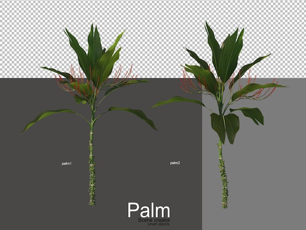 varios tipos de palmeras