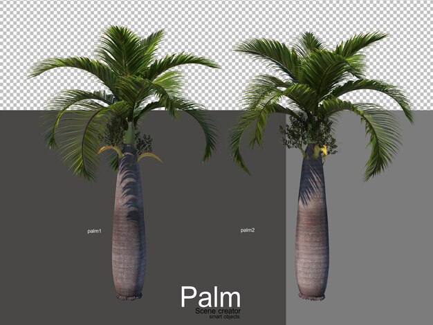 varios tipos de palmeras