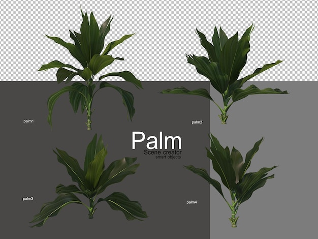 PSD varios tipos de palmeras