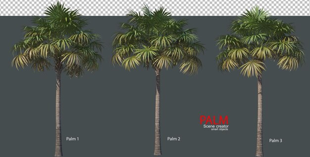 Varios tipos de palmeras 