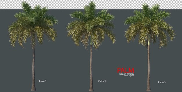 Varios tipos de palmeras 