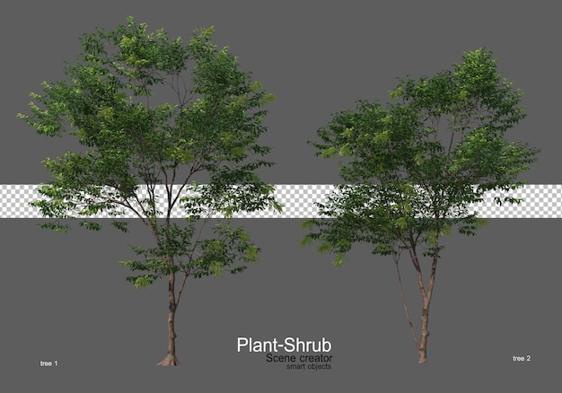 Various trees and shrubs