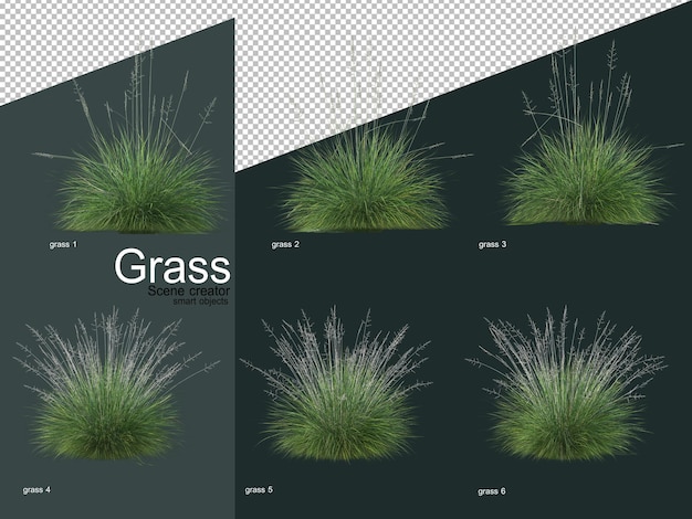various types of grass 3d rendering