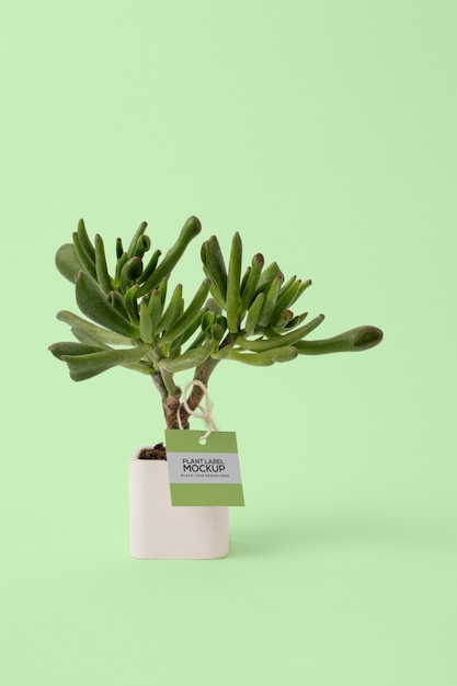 vaso de planta com etiqueta