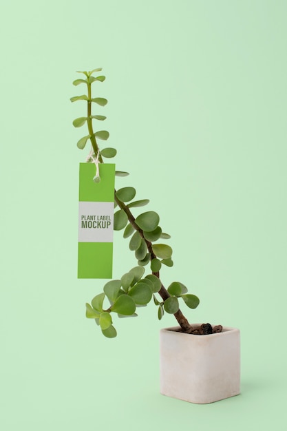 vaso de planta com etiqueta