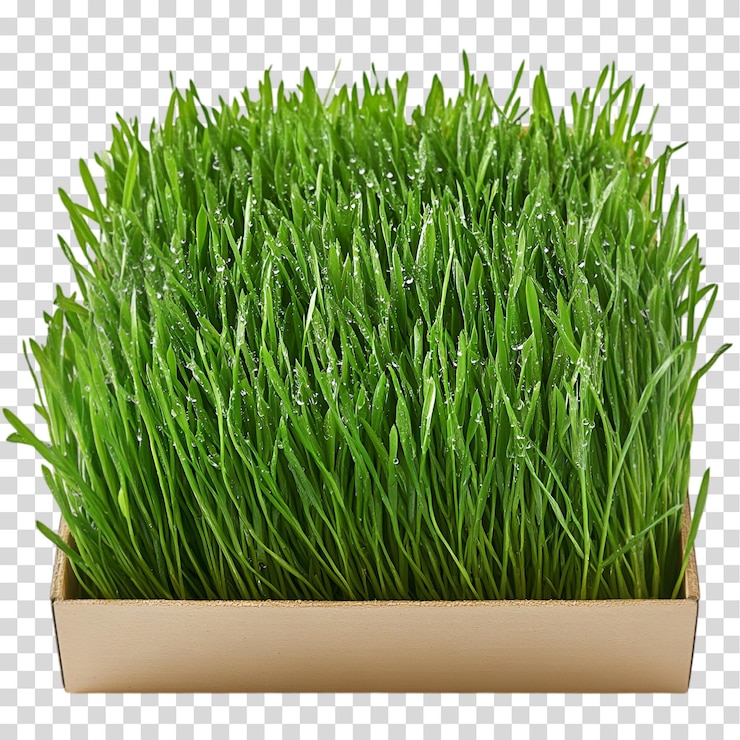 PSD vassoio di erba di grano fresca