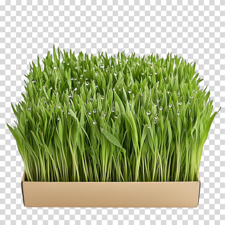 PSD vassoio di erba di grano fresca