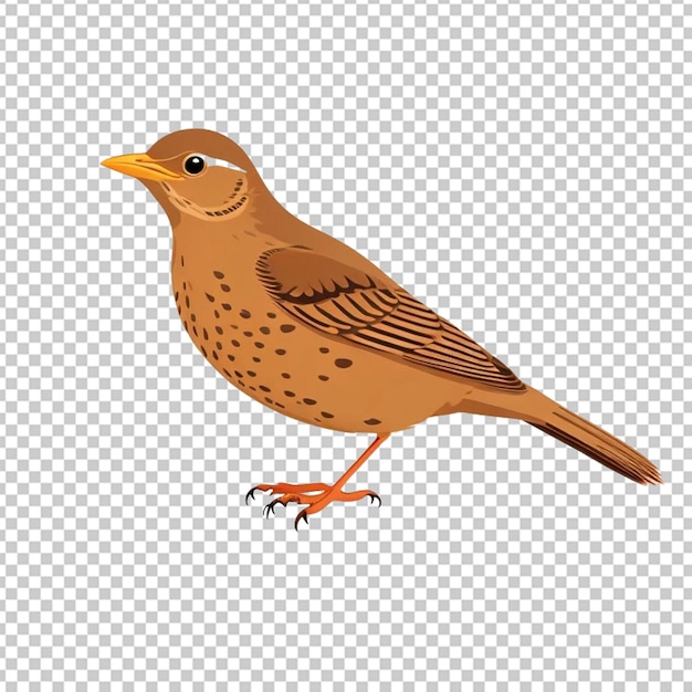 Vector de las aves del tordo