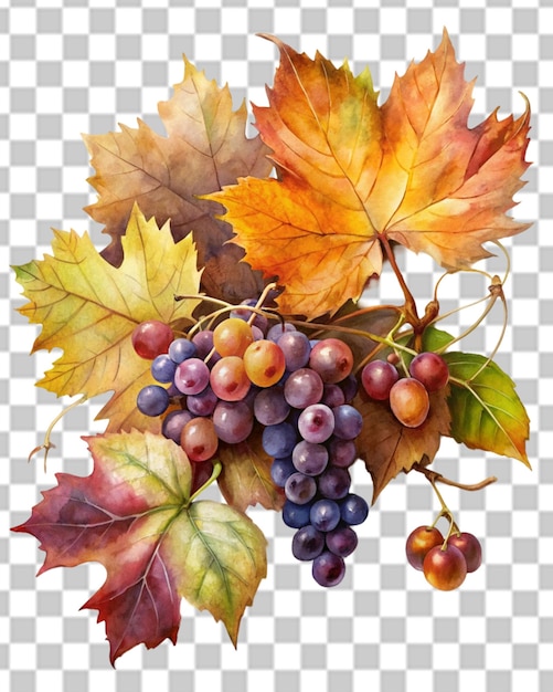 Vector de aglomerado de uvas azuis