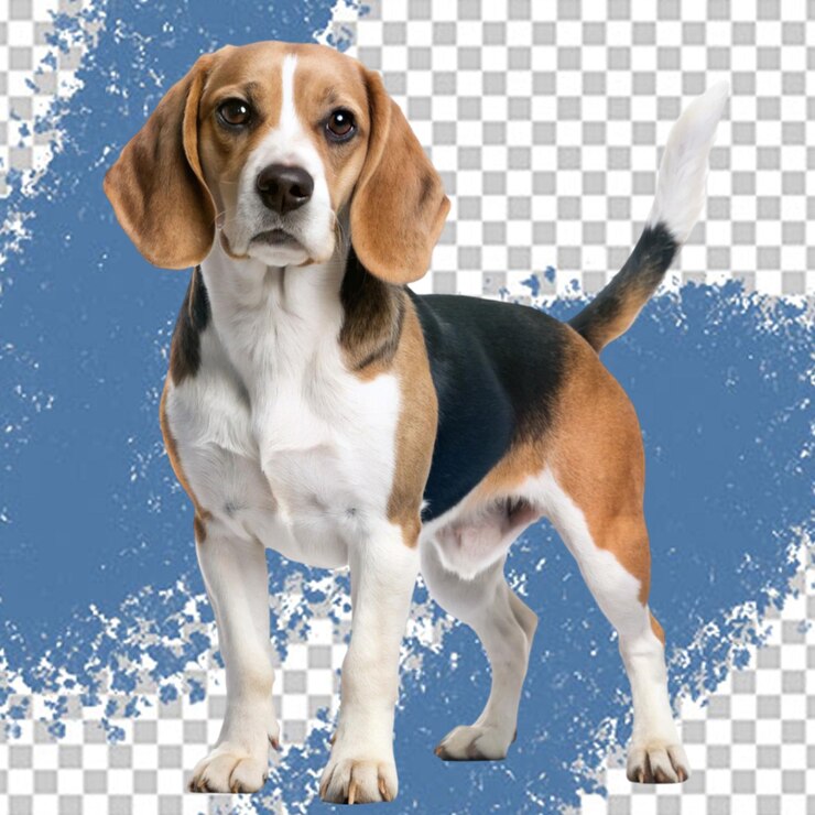 PSD vector de fondo transparente de beagle en el elemento de fondo transparente