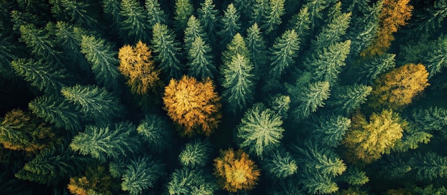 Veduta aerea della foresta d'autunno