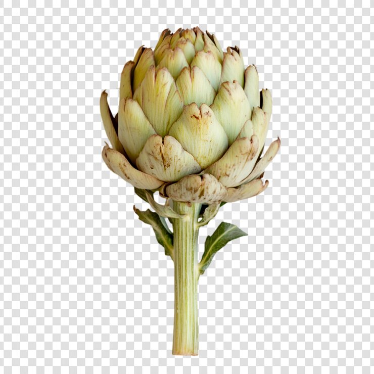 Vegetales frescos de alcachofa aislados sobre un fondo blanco Fotografía botánica Fotografía de alimentos Alimentación saludable