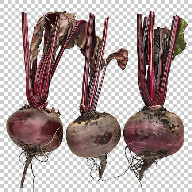 PSD vegetales de remolacha aislados png con fondo transparente