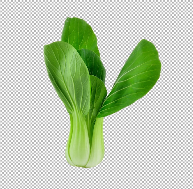 Verdura bok choy en capa alfa