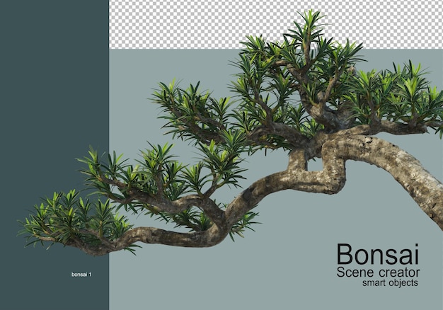 Verschiedene arten von bonsai
