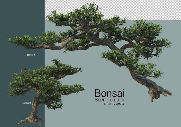 Verschiedene arten von bonsai