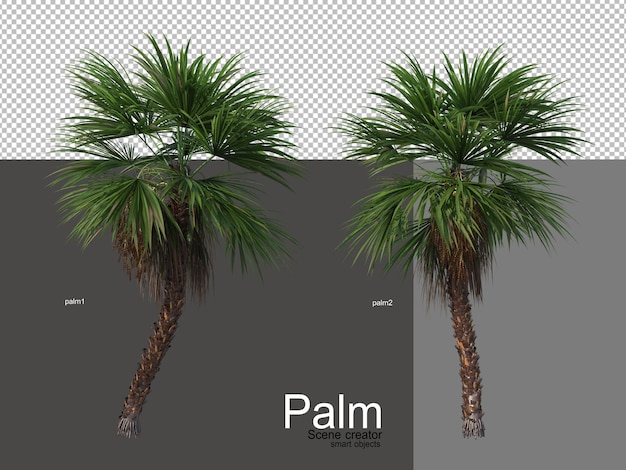 verschiedene Arten von Palmen
