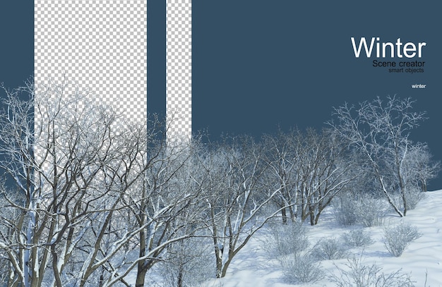 verschiedene Bäume im Winter
