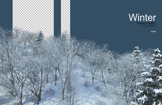verschiedene Bäume im Winter
