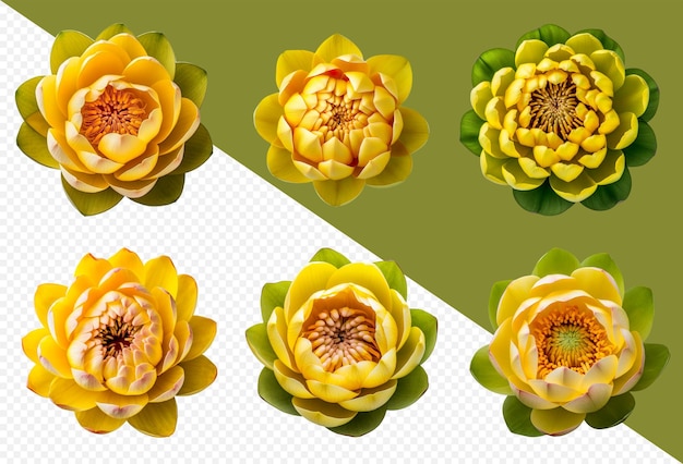 Verschiedene gelbe lotusblütenköpfe auf transparentem png-hintergrund. generative ki