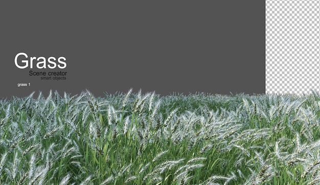 verschiedene Grasarten