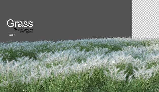 verschiedene Grasarten