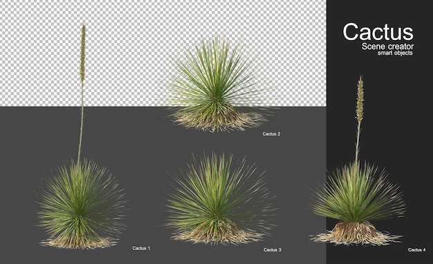 PSD verschiedene kakteenarten zur gartendekoration