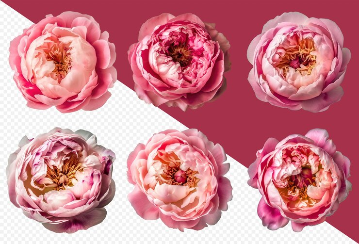 PSD verschiedene rosa pfingstrosenblütenköpfe auf transparentem png-hintergrund