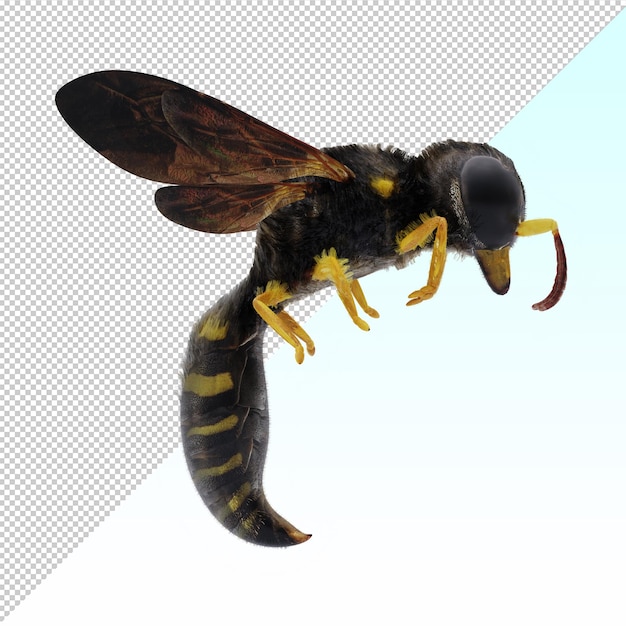 vespa isolata