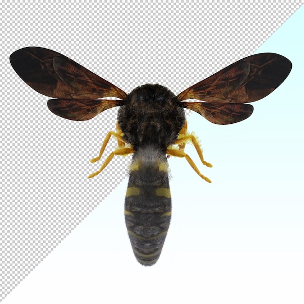 vespa isolata
