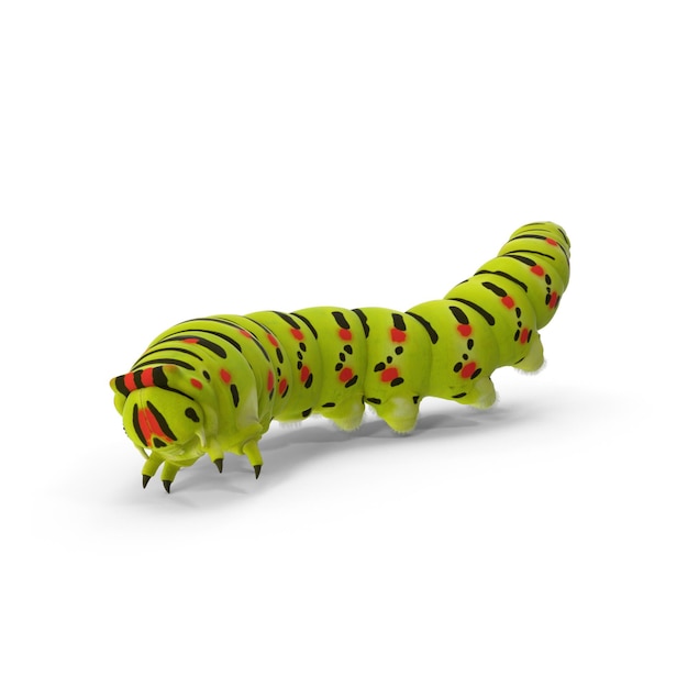 Vibrant caterpillar with distinctive markings in vivid colors