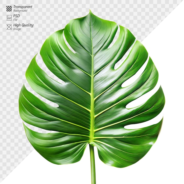 PSD vibrant green monstera leaf isolated on transparent background