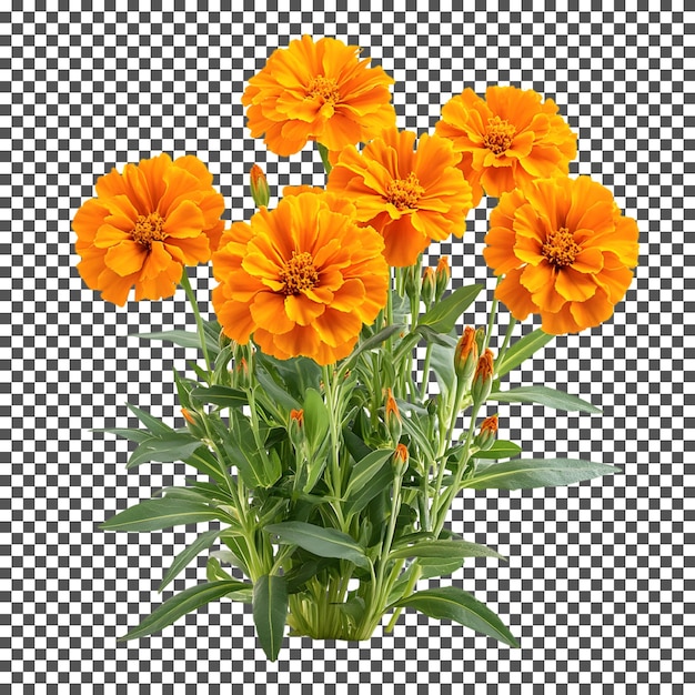 Vibrant Orange Marigolds in Full Bloom isolated on transparent background