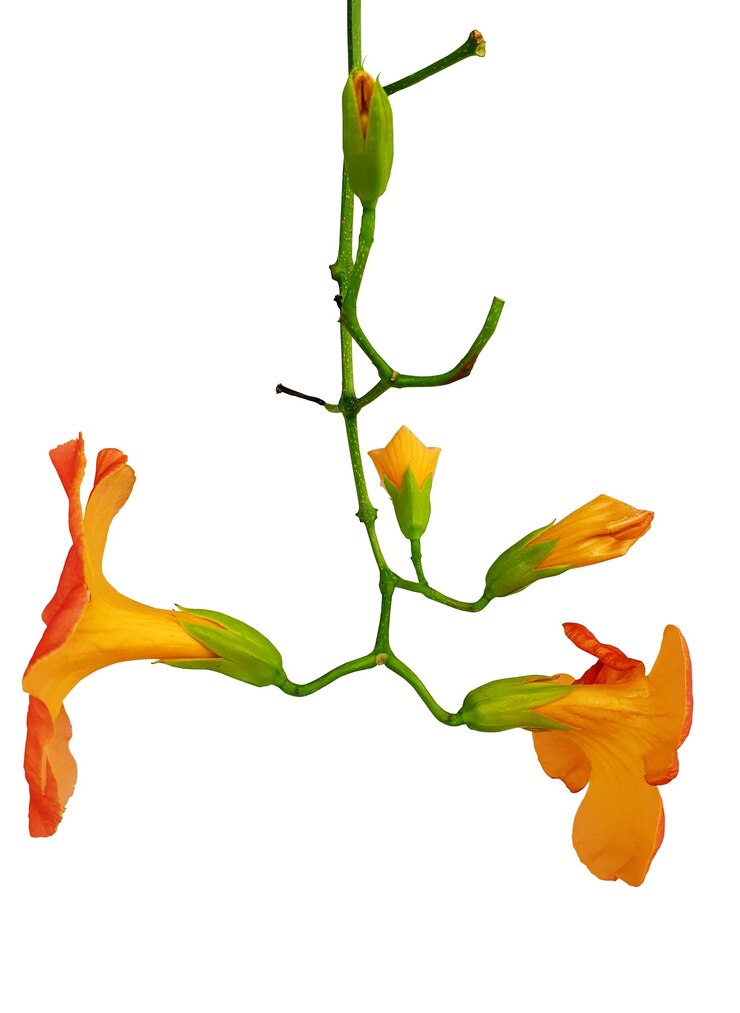 PSD vibrant orange trumpet vine flowers isolated on white