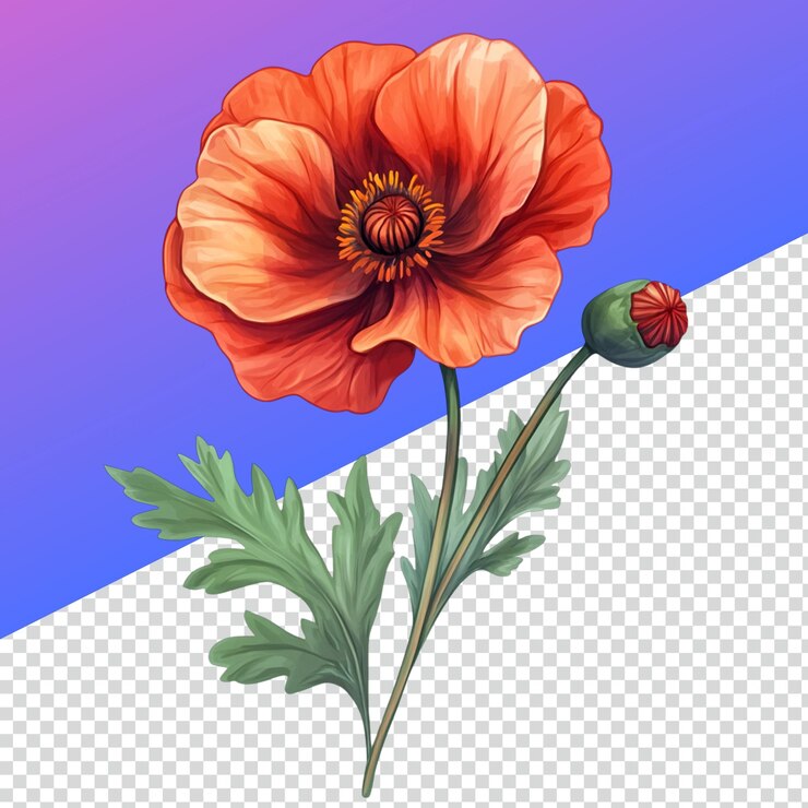 PSD vibrant poppy flower png para diseños florales y fondos