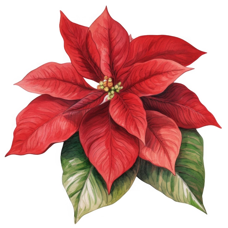 PSD una vibrante acuarela de una flor de poinsettia roja