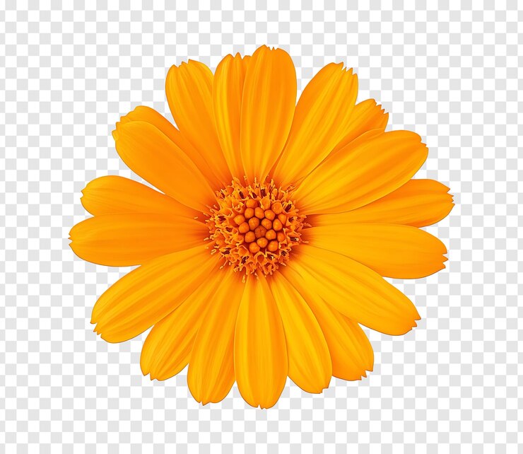 PSD la vibrante flor de la caléndula naranja en plena floración