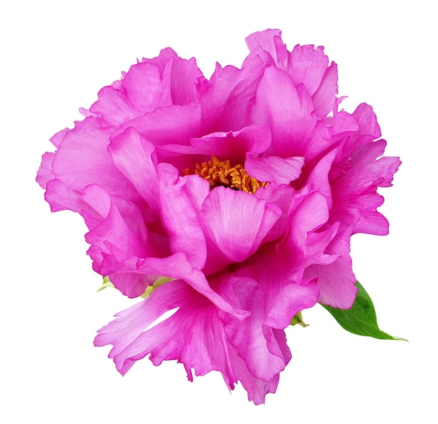 La vibrante flor de la peonía rosa en primer plano