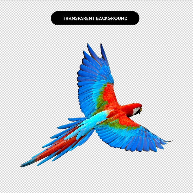 El vibrante guacamayo escarlata en vuelo contra un fondo transparente