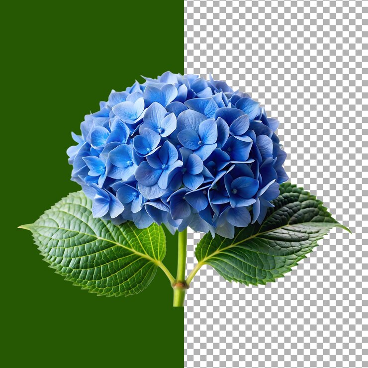 La vibrante hortensia azul florece contra un fondo verde y transparente