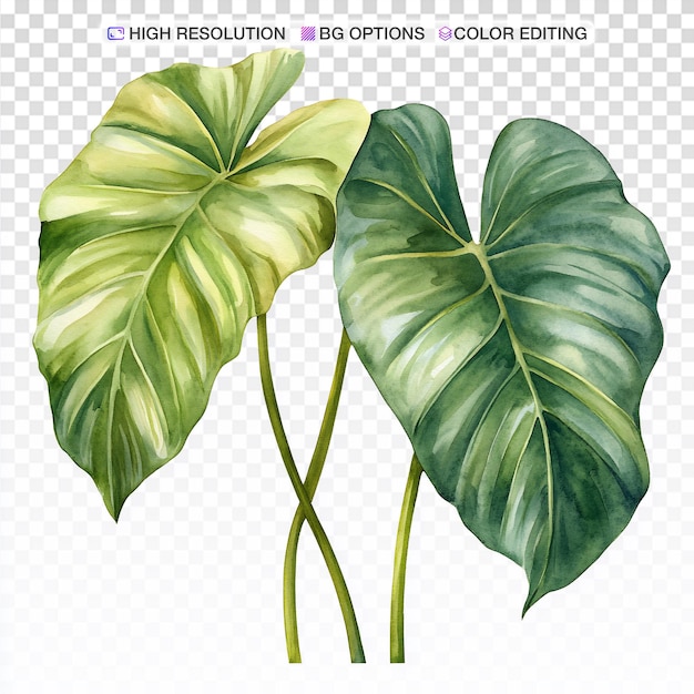 Vibrante illustrazione ad acquerello di Philodendron Gloriosum su sfondo bianco
