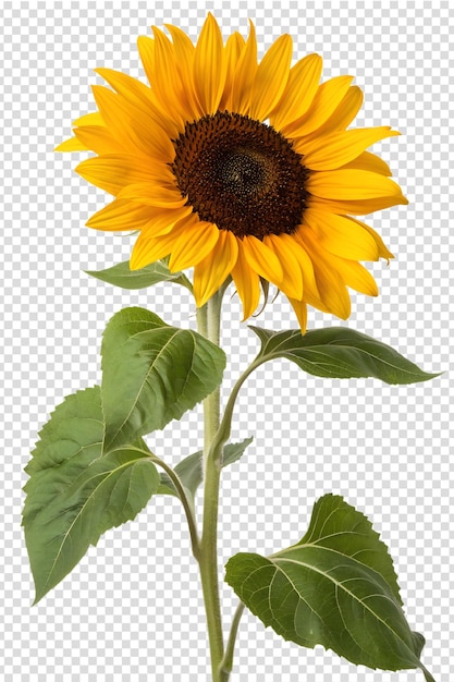 Vibrante primo piano di un bellissimo girasole in piena fioritura con petali gialli isolati