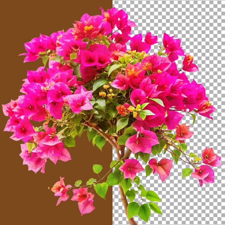 Vibrante rama de bougainvillea con hermosas flores rosadas y hojas verdes perfectas para la naturaleza con t