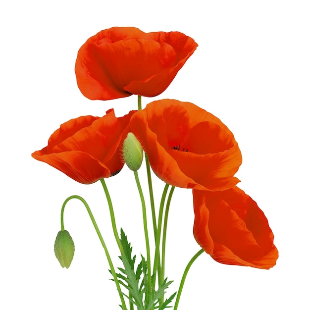 Vibrantes amapolas rojas en plena floración sobre un fondo blanco