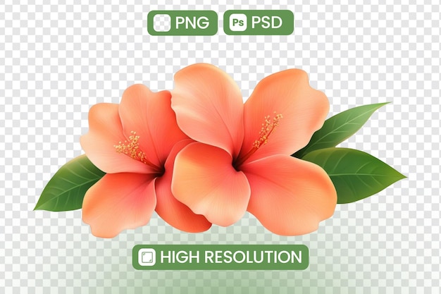 Vibrantes flores de hibisco de melocotón florecen abundantemente con hojas verdes exuberantes Imágenes de alta resolución PNG y PSD Una delicia floral tropical para proyectos de diseño