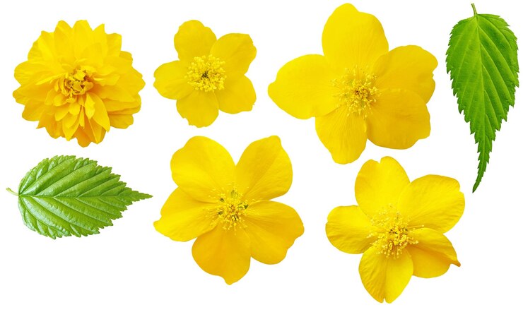 PSD las vibrantes flores y hojas verdes de la kerria japonica